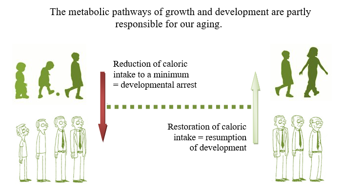 Graph of the rate of aging